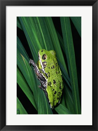 Framed Close-up of a Barking Tree Frog resting on a leaf Print