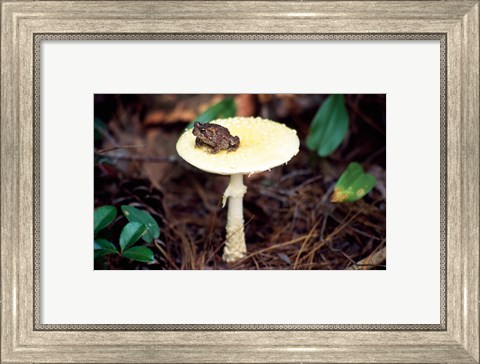Framed Toad Print