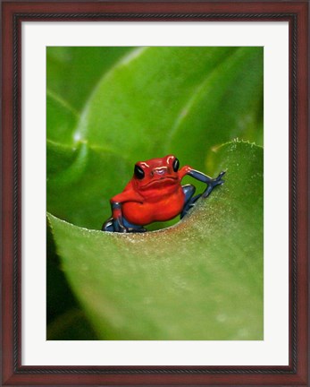 Framed Poster Frog Print
