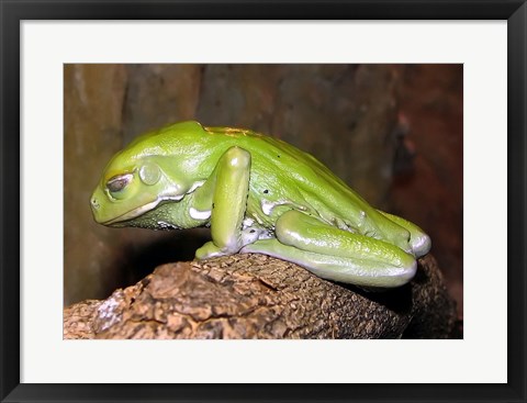 Framed Waxy Tree Frog Print