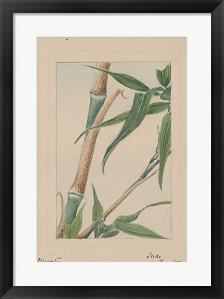 Framed Bamboo Tree Detail Print