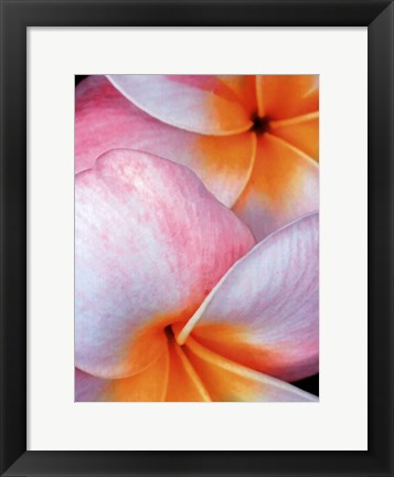 Framed Flowers I Print