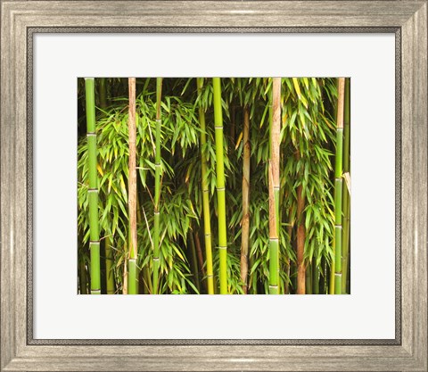 Framed Bamboo Richelieu Print