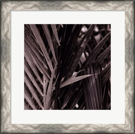 Framed Bamboo Study I Print