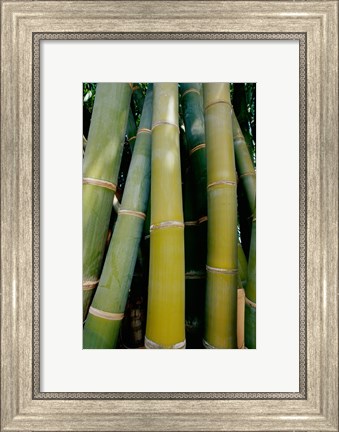 Framed Close-up of bamboo Print