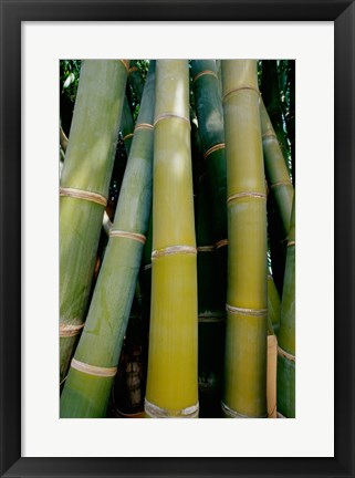 Framed Close-up of bamboo Print