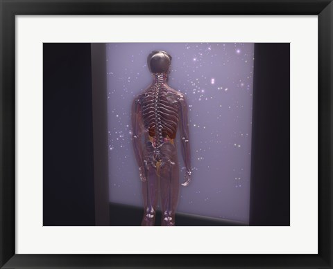 Framed Rear view of a human skeleton Print
