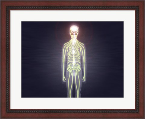 Framed Central nervous system of the human body Print