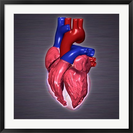 Framed Close-up of a human heart Print