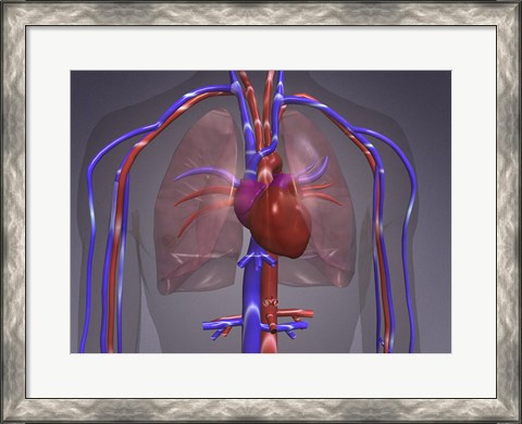 Framed Close-up of the circulatory system Print