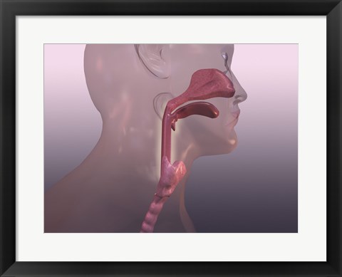 Framed Close-up of a human respiratory system Print