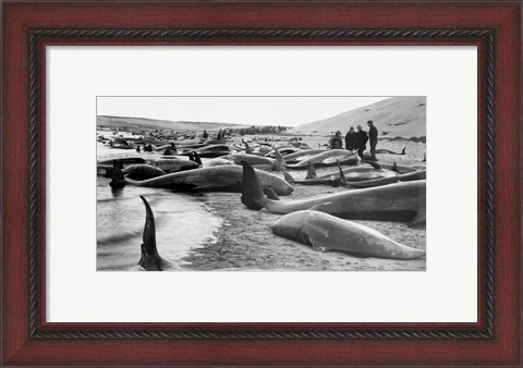 Framed Chase and capture of blackfish cape cod Print