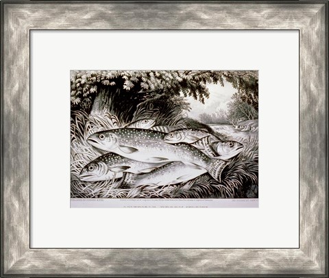 Framed American Brook Trout Print