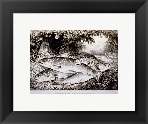 Framed American Brook Trout Print