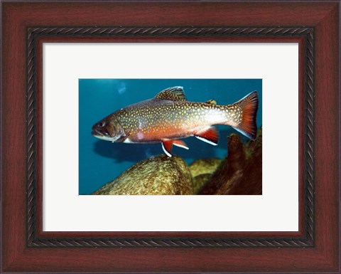 Framed Brook trout Print