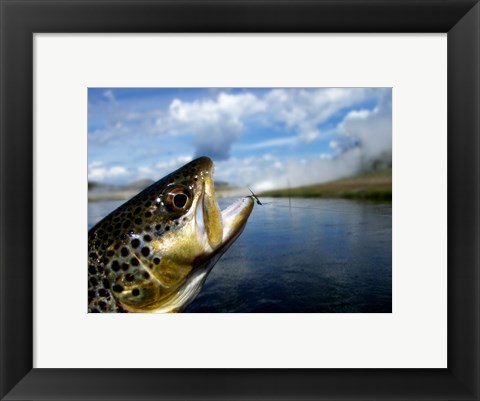 Framed Brown Trout and Soft Hackle Nymph Print