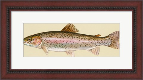 Framed Rainbow trout - long Print