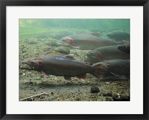 Framed Rainbow trout - photo Print