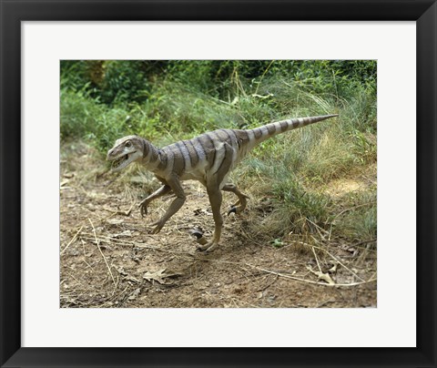 Framed High angle view of a dromaeosaurus walking in a forest Print