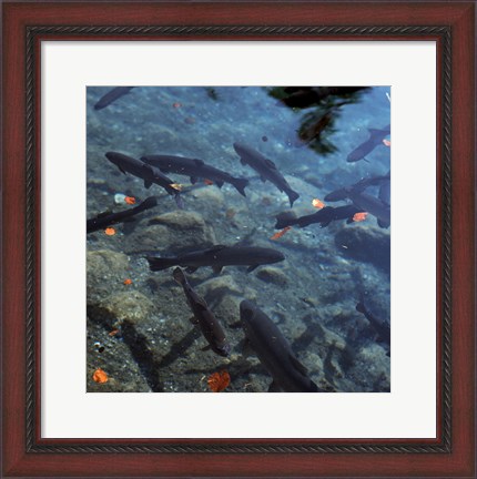 Framed Trout - under water Print