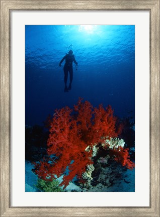 Framed Soft Coral Red Sea Print