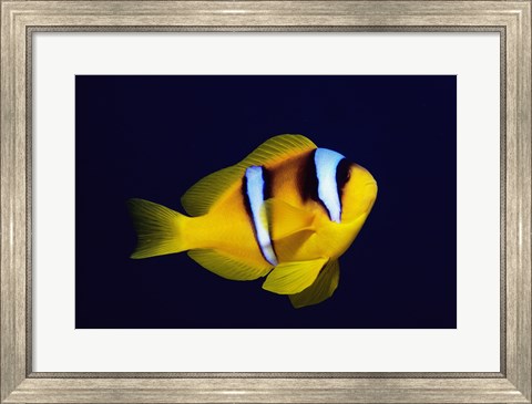 Framed Close-up of a Clown Fish swimming Print