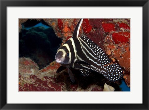 Framed Spotted Drum Fish Print