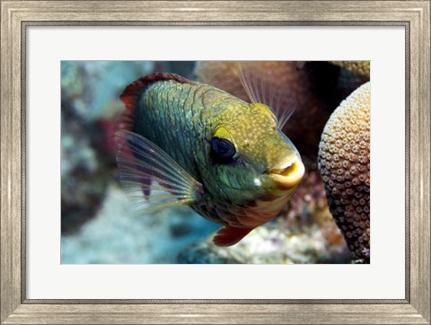 Framed Redband Parrotfish Print