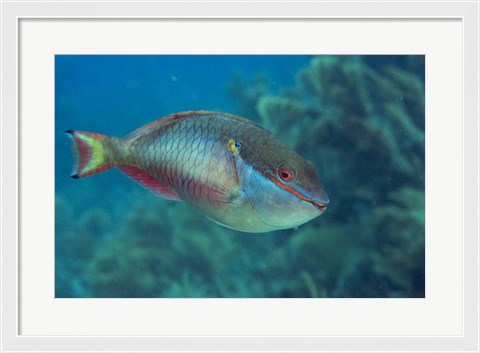 Framed Princess Parrotfish Print