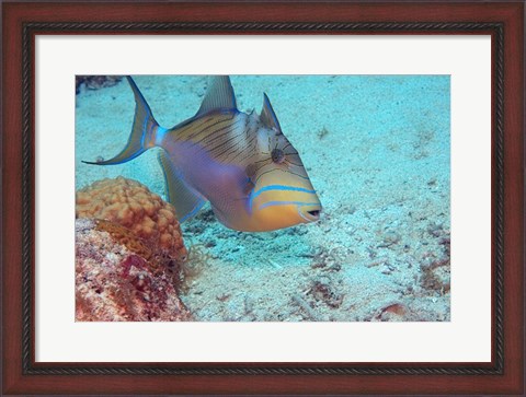 Framed Queen Triggerfish Print