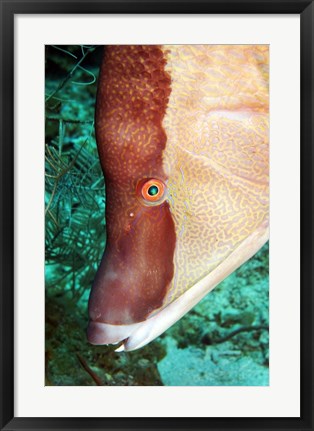 Framed Spanish Hogfish Print
