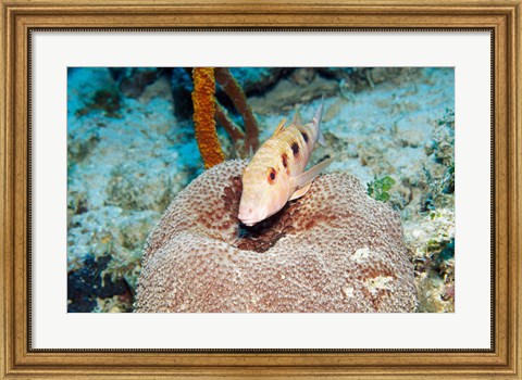 Framed Close-up of a goatfish swimming underwater Print