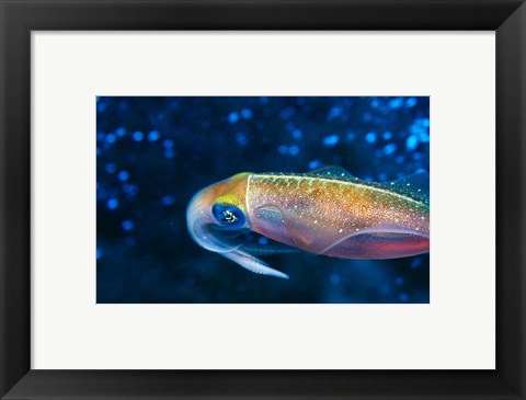 Framed Close-up of a squid swimming underwater Print