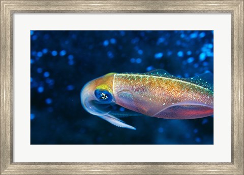 Framed Close-up of a squid swimming underwater Print