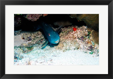 Framed Close-up of a parrotfish swimming underwater Print