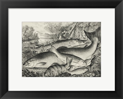 Framed American game fish Print