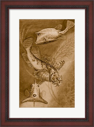Framed Cow trunk fish, orange sea raven, common trunk fish Print