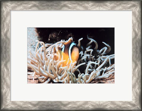 Framed Clown fish in coral reef Print