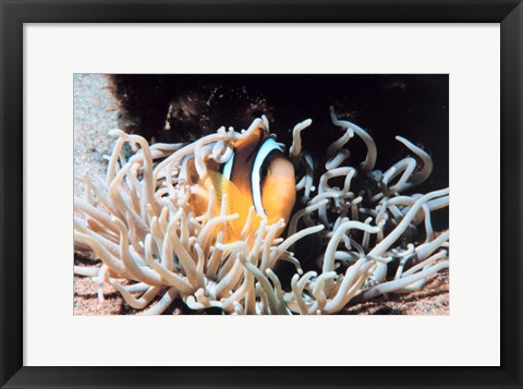 Framed Clown fish in coral reef Print