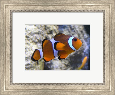 Framed Clown Fish Print