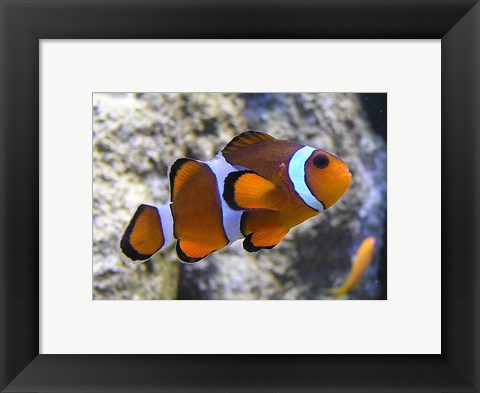 Framed Clown Fish Print
