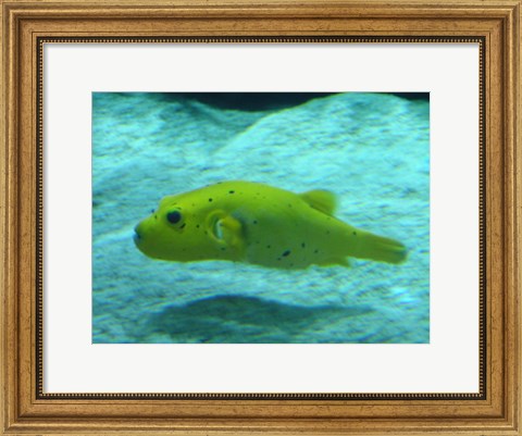 Framed Puffer Fish Print