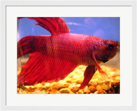 Framed Red Betta Fish Print