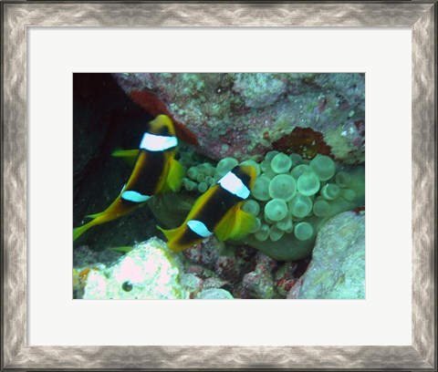 Framed islands clown fish Print