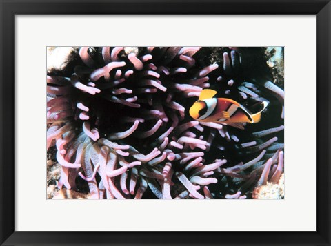 Framed Two banded clown fish Print
