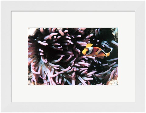 Framed Two banded clown fish Print