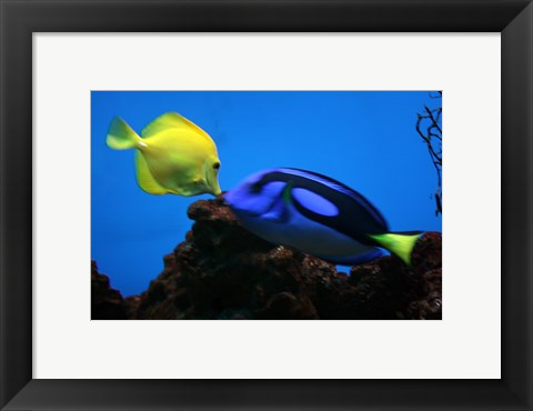 Framed Yellow Tang and Blue Tang Print