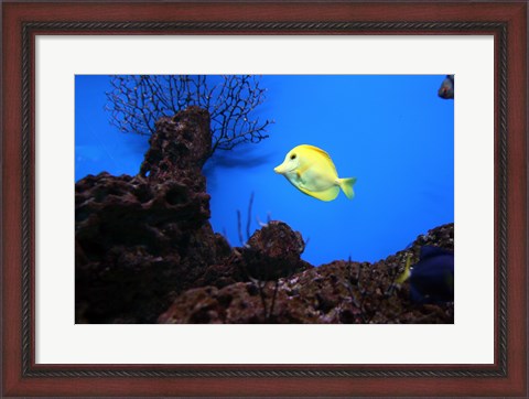 Framed YellowTang fish Print