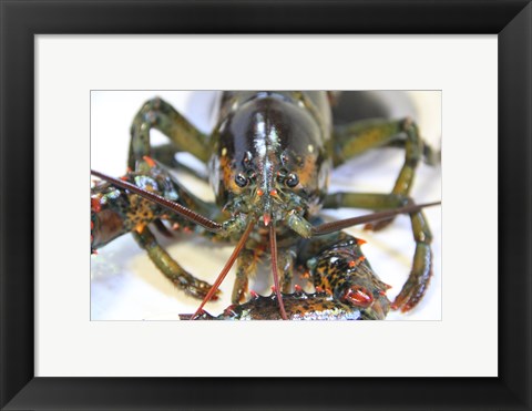 Framed Lobstah Print
