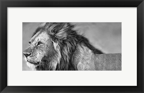 Framed Lion Eyes Print